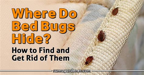 Do Bed Bugs Hide in Books? And Other Related Mysteries